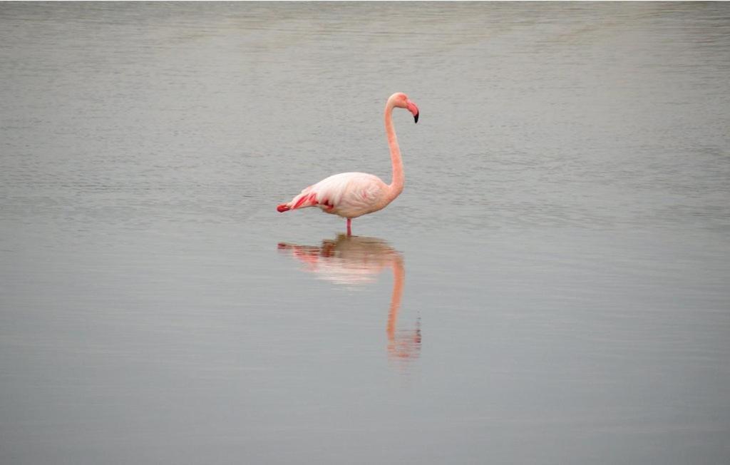 Vacances En Camargue Proche De La Mer Climatise Aigues-Mortes Exterior photo